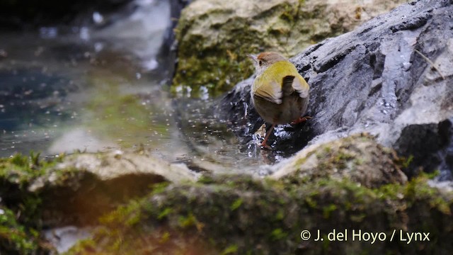 Common Tailorbird - ML201490691