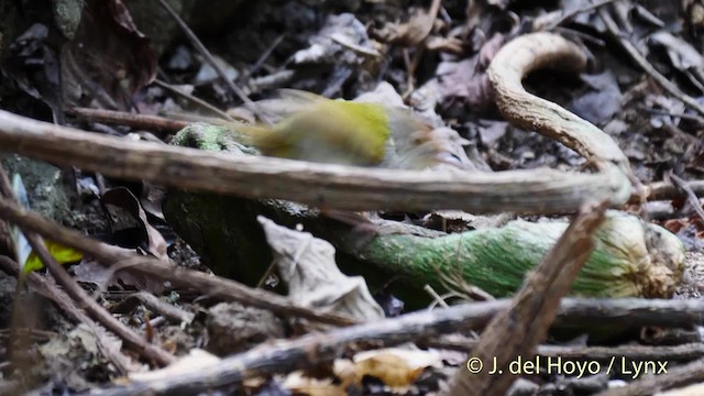 Common Tailorbird - ML201490701