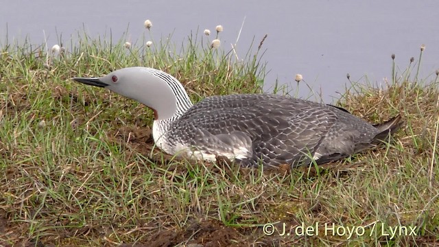 Red-throated Loon - ML201490831