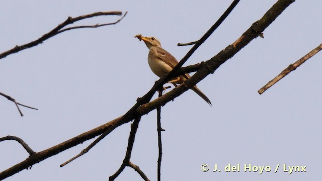 Plain-backed Pipit - ML201490861