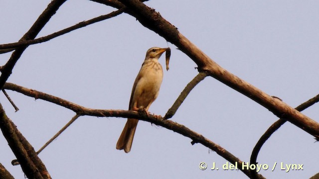 Plain-backed Pipit - ML201490871