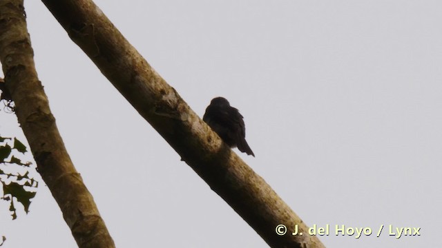 Dusky-blue Flycatcher - ML201490911