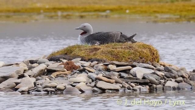 Red-throated Loon - ML201490961