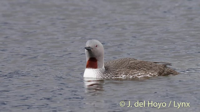 Red-throated Loon - ML201490971