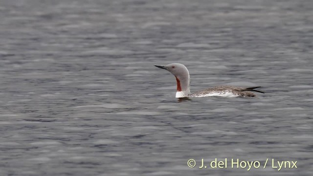 Red-throated Loon - ML201490981