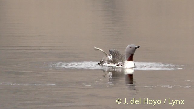 Red-throated Loon - ML201490991