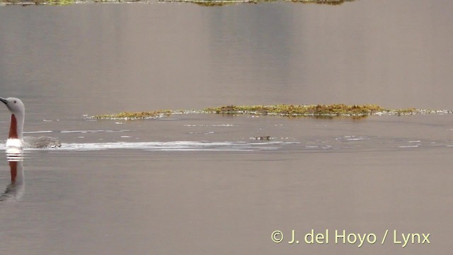 Red-throated Loon - ML201491011