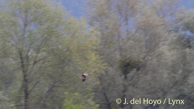 Western Marsh Harrier - ML201491051