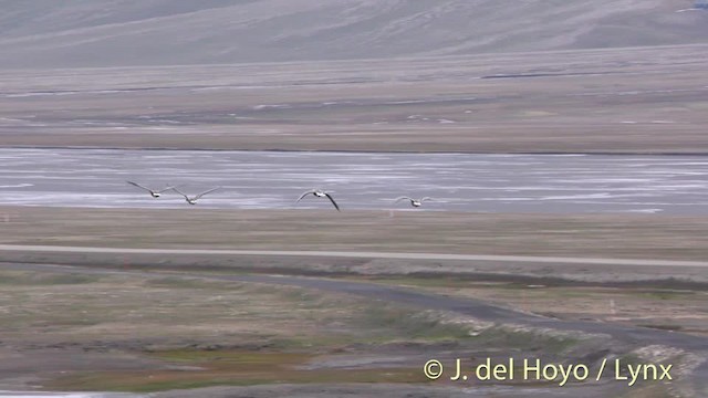 Pink-footed Goose - ML201491171