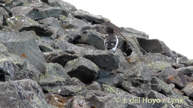 Dovekie - ML201491181