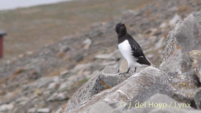 Dovekie - ML201491191