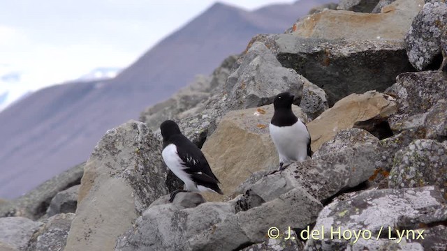 Dovekie - ML201491221