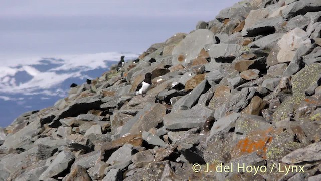 Dovekie - ML201491241
