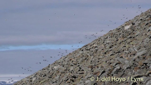 Dovekie - ML201491301