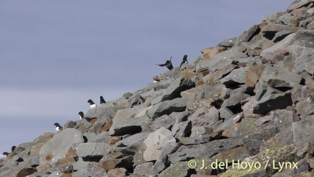 Dovekie - ML201491321