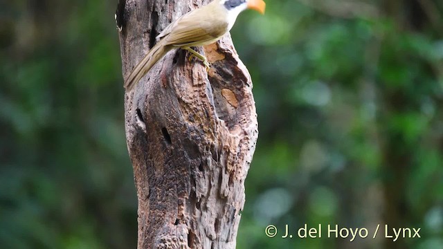 Brown-crowned Scimitar-Babbler (Phayre's) - ML201491411