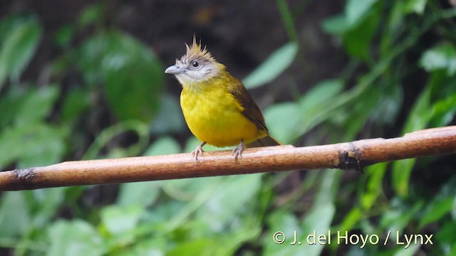 White-throated Bulbul - ML201491461