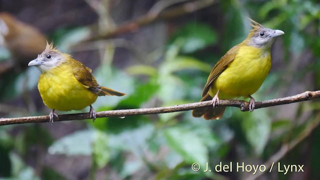 White-throated Bulbul - ML201491471