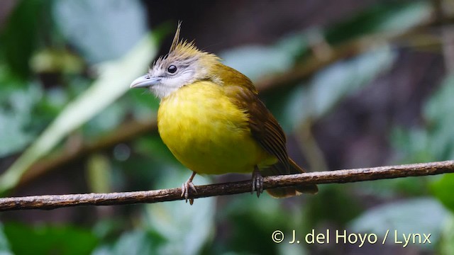 White-throated Bulbul - ML201491481