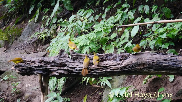 White-throated Bulbul - ML201491491