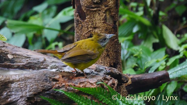 White-throated Bulbul - ML201491501