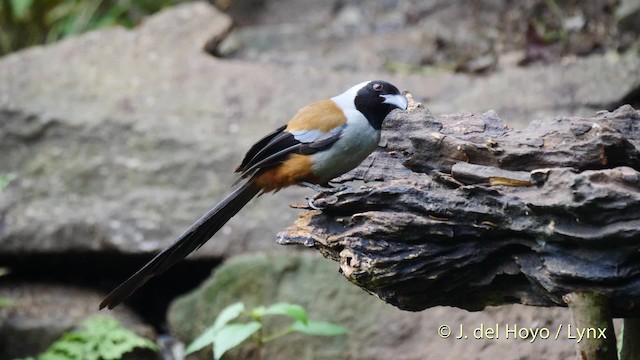 Collared Treepie - ML201491521