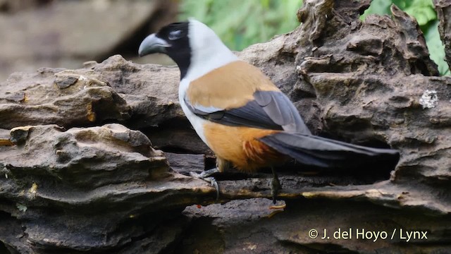 Collared Treepie - ML201491531