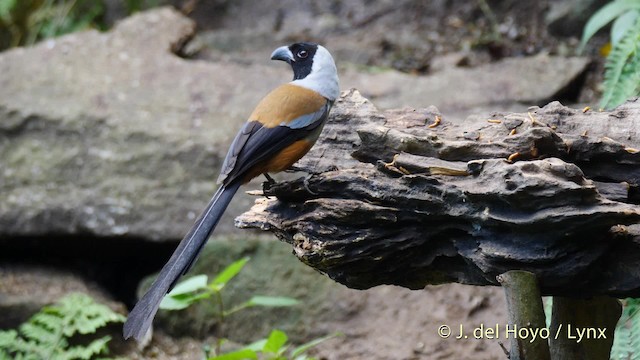 Collared Treepie - ML201491541