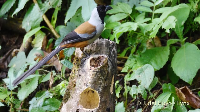 Collared Treepie - ML201491551