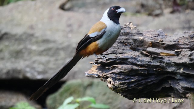 Collared Treepie - ML201491561