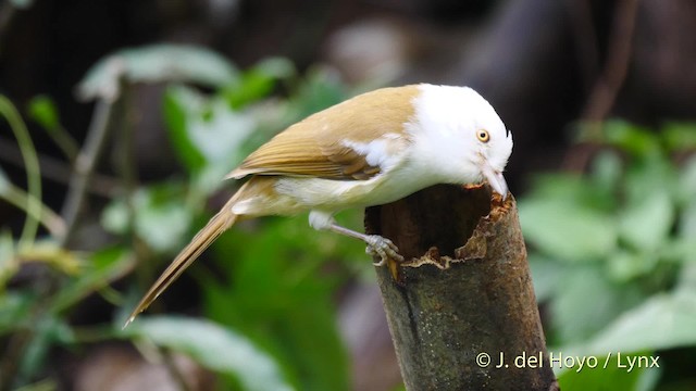 Timalí Cabeciblanco - ML201491571