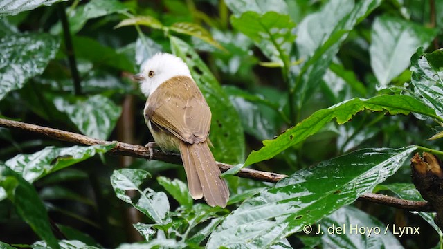 White-hooded Babbler - ML201491581