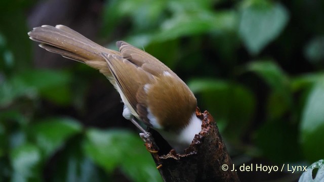 White-hooded Babbler - ML201491591