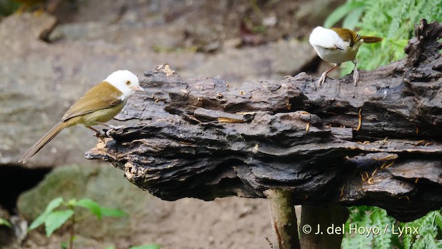 Gampsorin à tête blanche - ML201491601