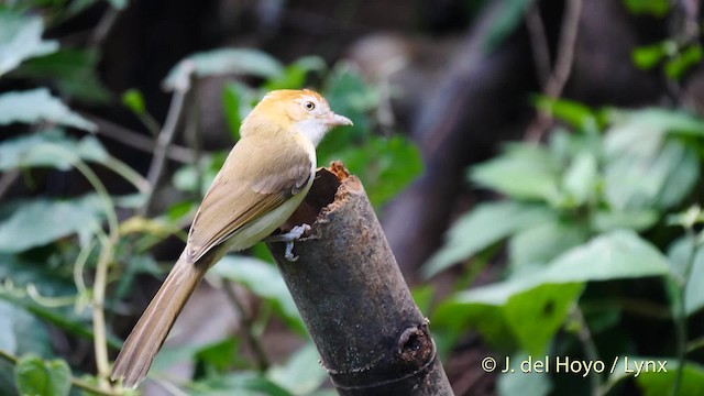 White-hooded Babbler - ML201491611