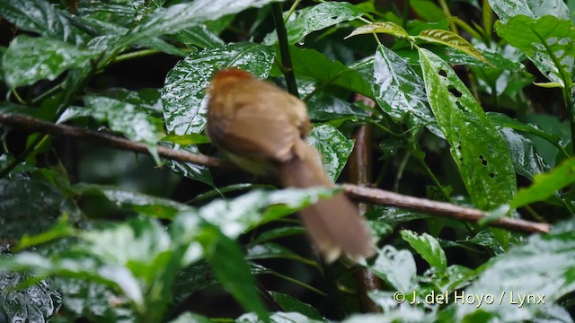 White-hooded Babbler - ML201491621