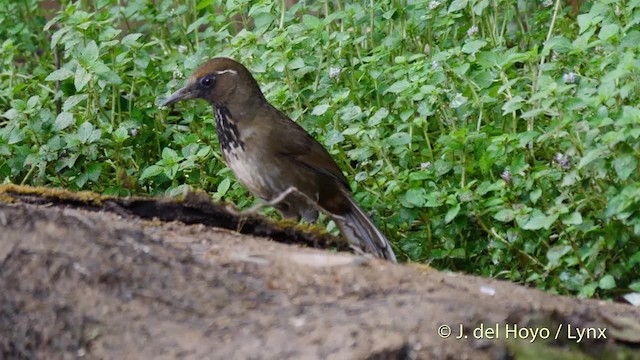 Spot-breasted Laughingthrush - ML201491671