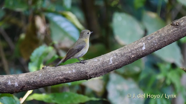 Slaty-backed Flycatcher - ML201491711