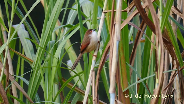 Yellow-eyed Babbler - ML201491811