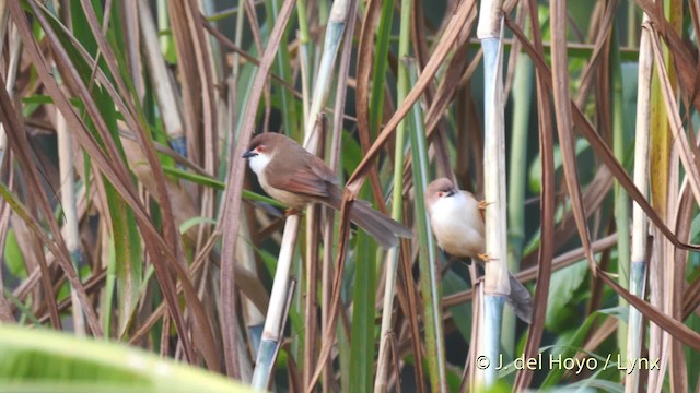 Yellow-eyed Babbler - ML201491821