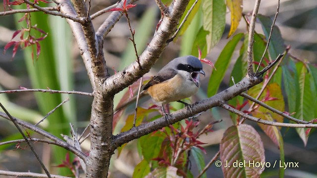 Gray-backed Shrike - ML201491831