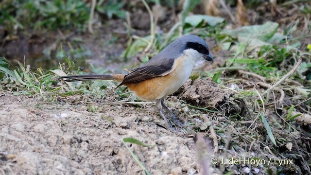 Gray-backed Shrike - ML201491841