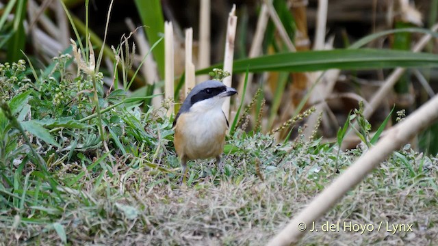 Gray-backed Shrike - ML201491861