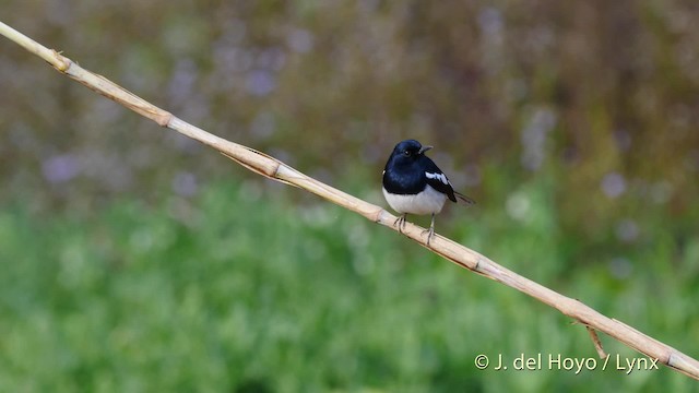 Oriental Magpie-Robin (Oriental) - ML201491881