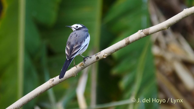 White Wagtail (Hodgson's) - ML201491901