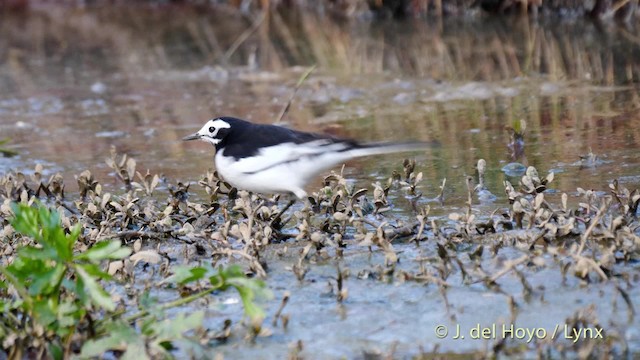 White Wagtail (Hodgson's) - ML201491911