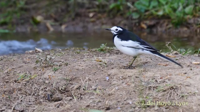 White Wagtail (Hodgson's) - ML201491921