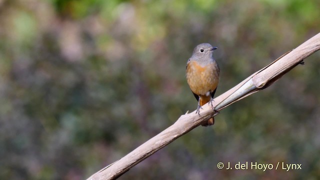 Daurian Redstart - ML201491931