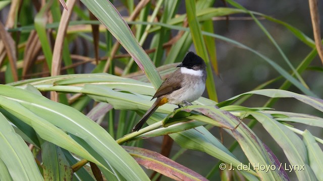 Brown-breasted Bulbul - ML201491951