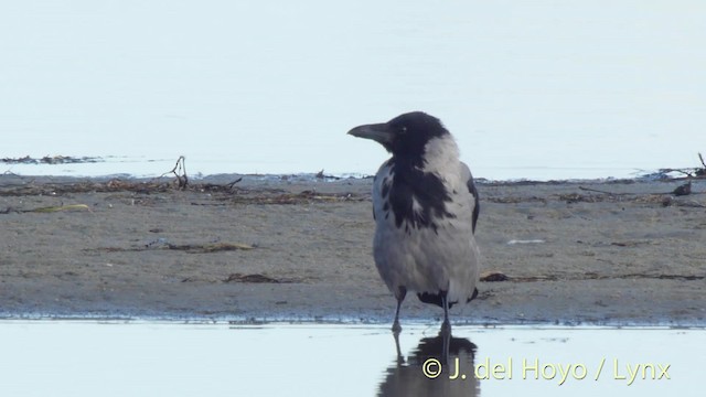 Hooded Crow (Hooded) - ML201492321